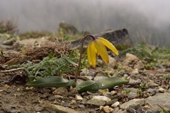 Fritillaria glauca