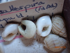 Nassarius callospira