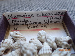 Nassarius subspinosus