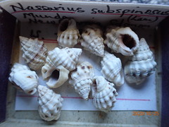 Nassarius subspinosus
