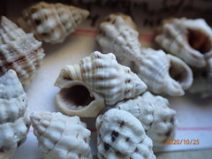 Nassarius subspinosus