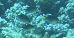 Pycnochromis nigrurus