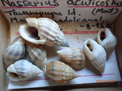 Nassarius acuticostus