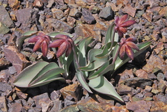 Fritillaria glauca