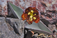 Fritillaria glauca