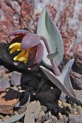 Fritillaria glauca