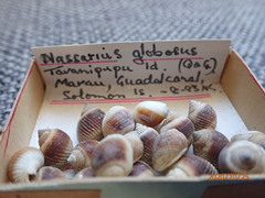 Nassarius globosus