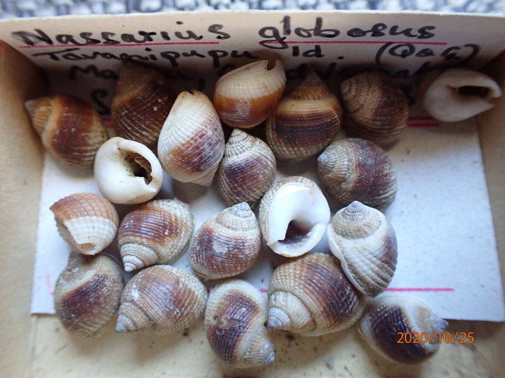 Nassarius globosus