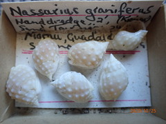 Nassarius granifer