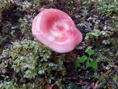 Russula bicolor
