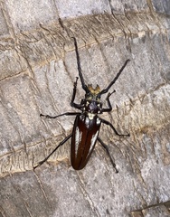Callipogon