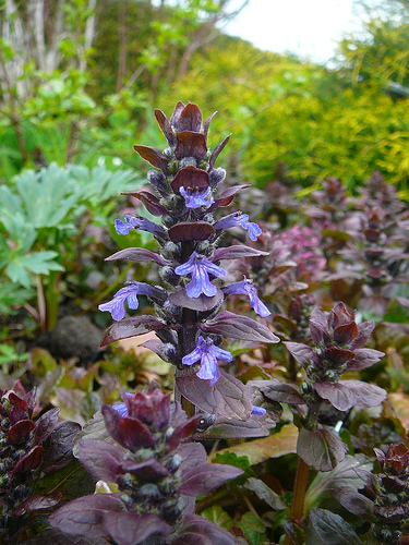Ajuga reptans