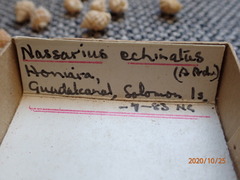 Nassarius echinatus