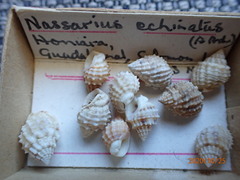 Nassarius echinatus