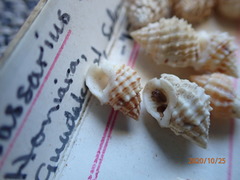 Nassarius echinatus