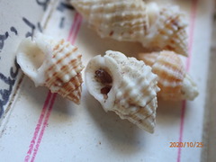 Nassarius echinatus