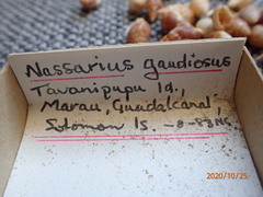 Nassarius gaudiosus