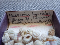 Nassarius horridus image