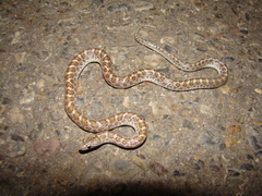 Arizona elegans philipi