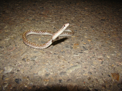 Arizona elegans philipi