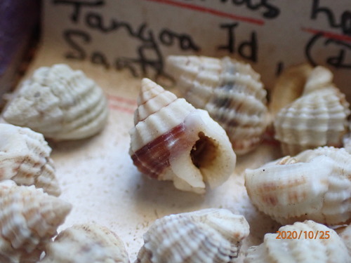 Nassarius horridus in life