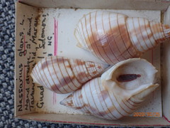 Nassarius glans