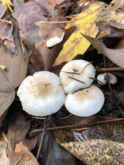 Inocybe pudica