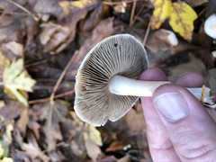 Inocybe pudica
