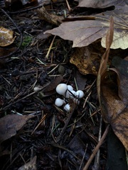 Inocybe pudica