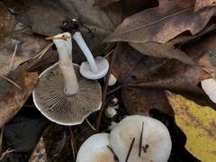 Inocybe pudica