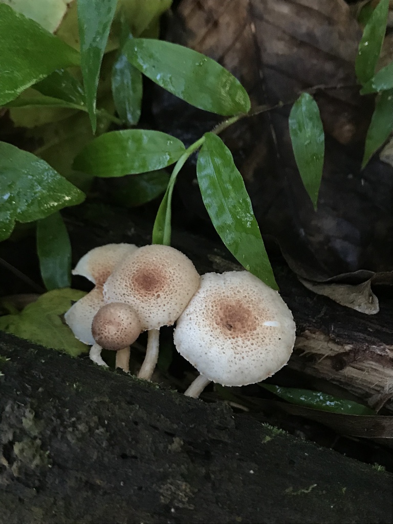 Ripartitella brasiliensis · November 2020 · photo: © nbareschu (iNaturalist, cc-by)