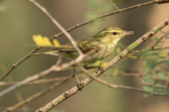 Phylloscopus magnirostris