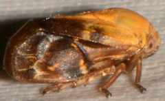 Clastoptera achatina