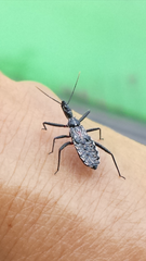 Piestolestes obscurus