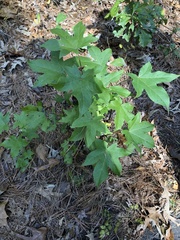Liquidambar styraciflua