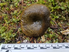 Lactarius olivaceoumbrinus