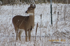 Odocoileus virginianus