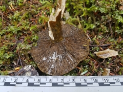 Lactarius olivaceoumbrinus