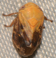 Clastoptera achatina