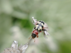 Enoclerus triplagiatus