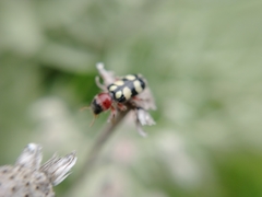 Enoclerus triplagiatus