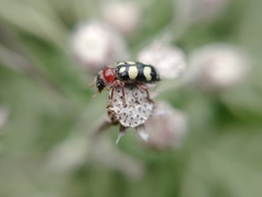 Enoclerus triplagiatus