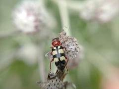 Enoclerus triplagiatus