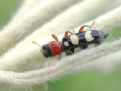 Enoclerus triplagiatus