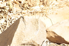Sceloporus albiventris