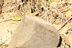 Sceloporus albiventris