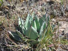 Agave flexispina