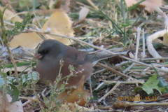 Junco hyemalis