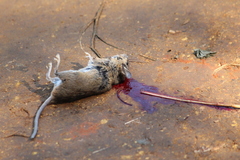 Peromyscus spicilegus