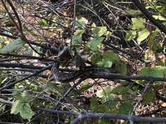 Gerrhonotus liocephalus